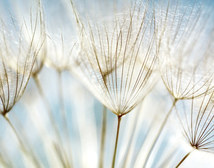 Make a wish