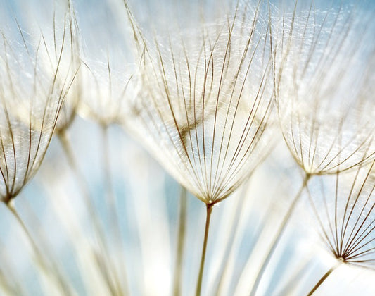 Make a wish