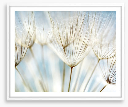 Make a wish
