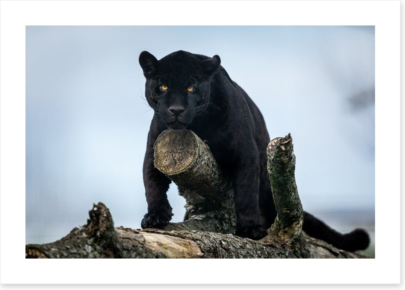 Nature of the beast