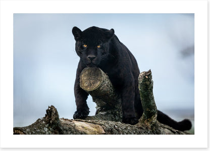 Nature of the beast
