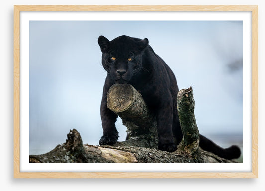 Nature of the beast