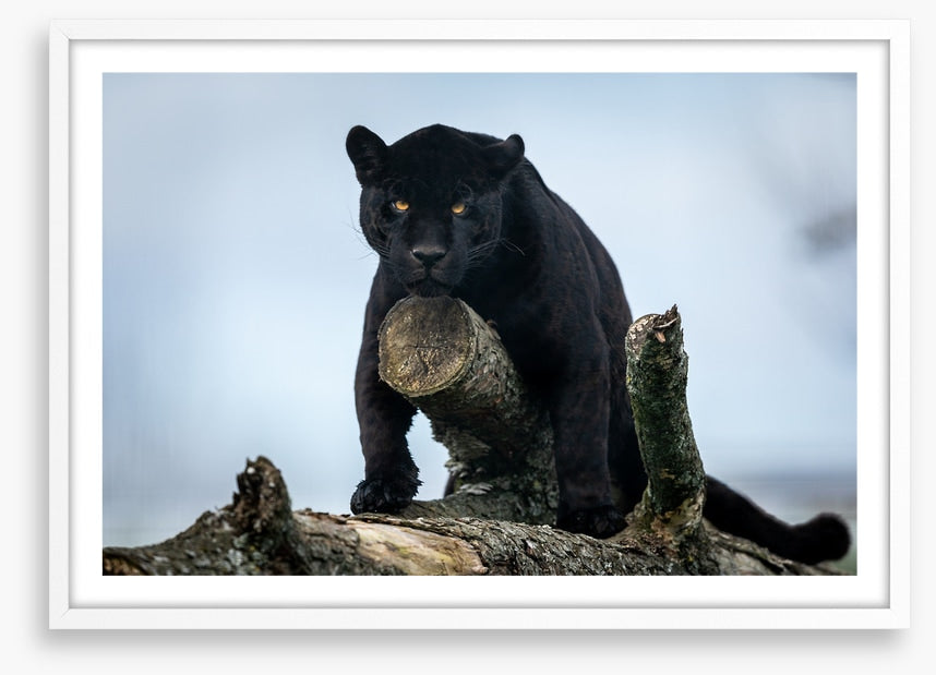 Nature of the beast