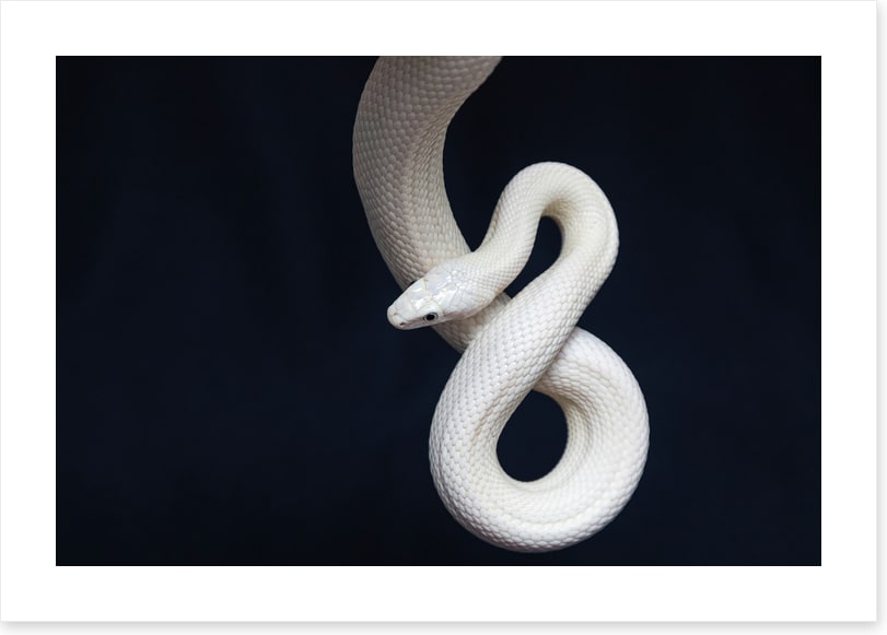 Reptiles