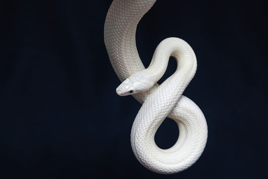 Reptiles