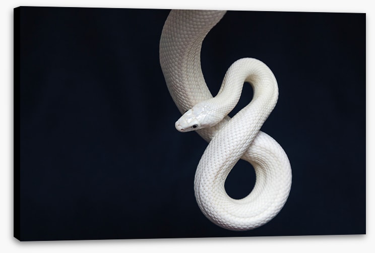 Reptiles
