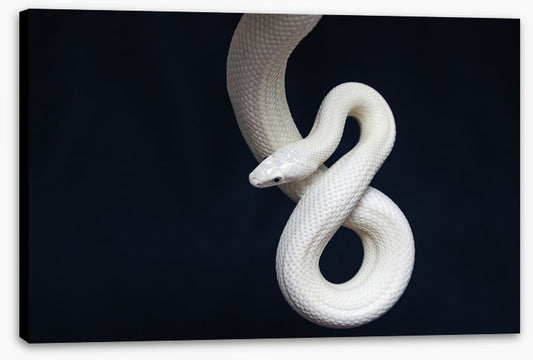 Reptiles