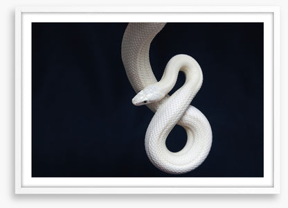 Reptiles