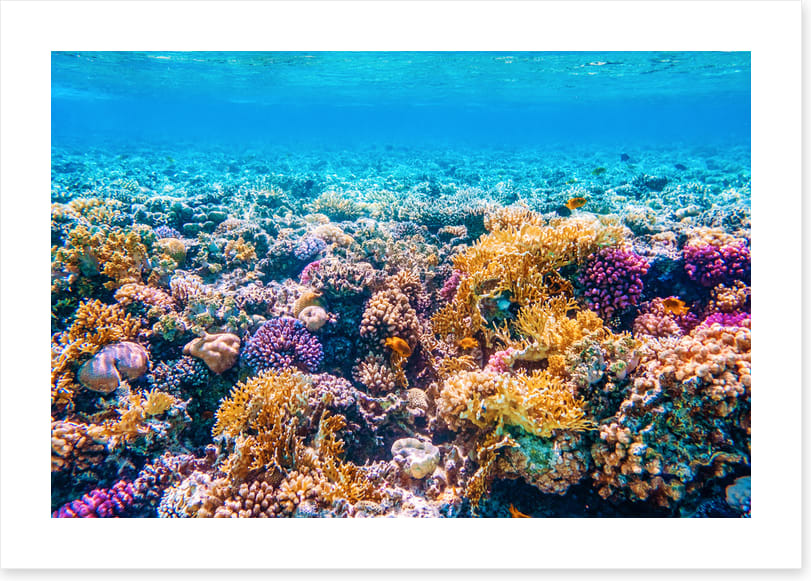 Garden of the sea