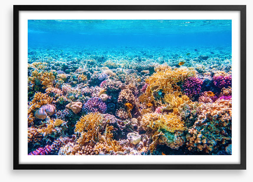 Garden of the sea