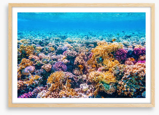 Garden of the sea