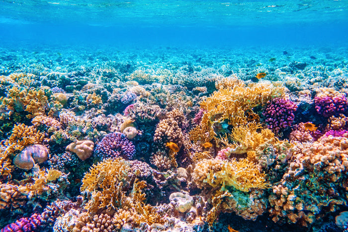 Garden of the sea