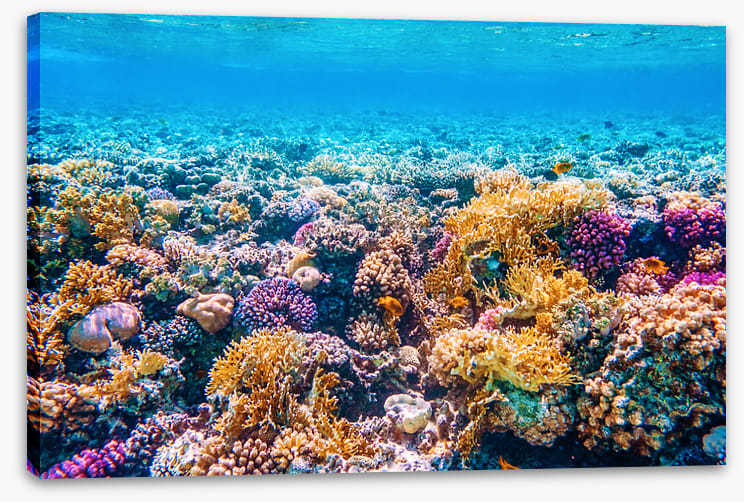 Garden of the sea