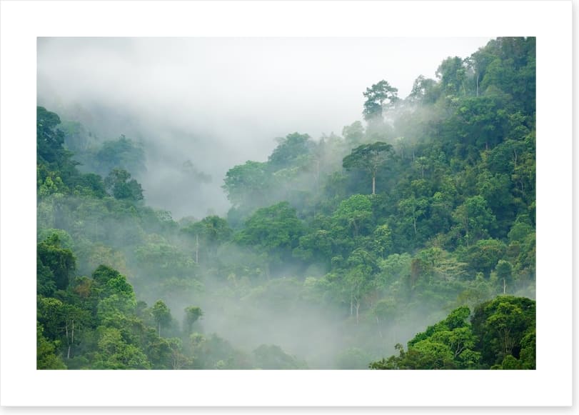 Mist in the rainforest