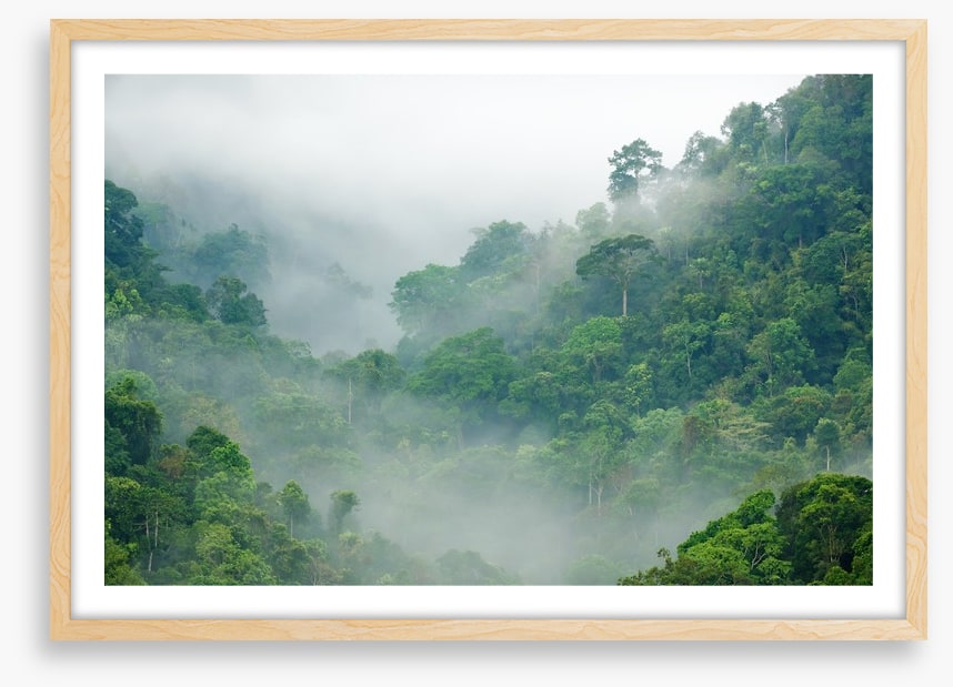 Mist in the rainforest