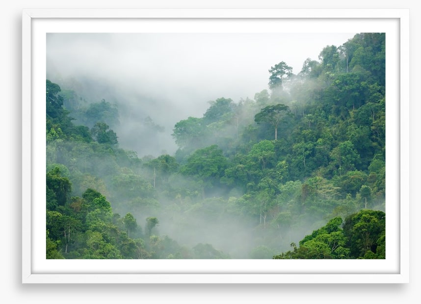 Mist in the rainforest