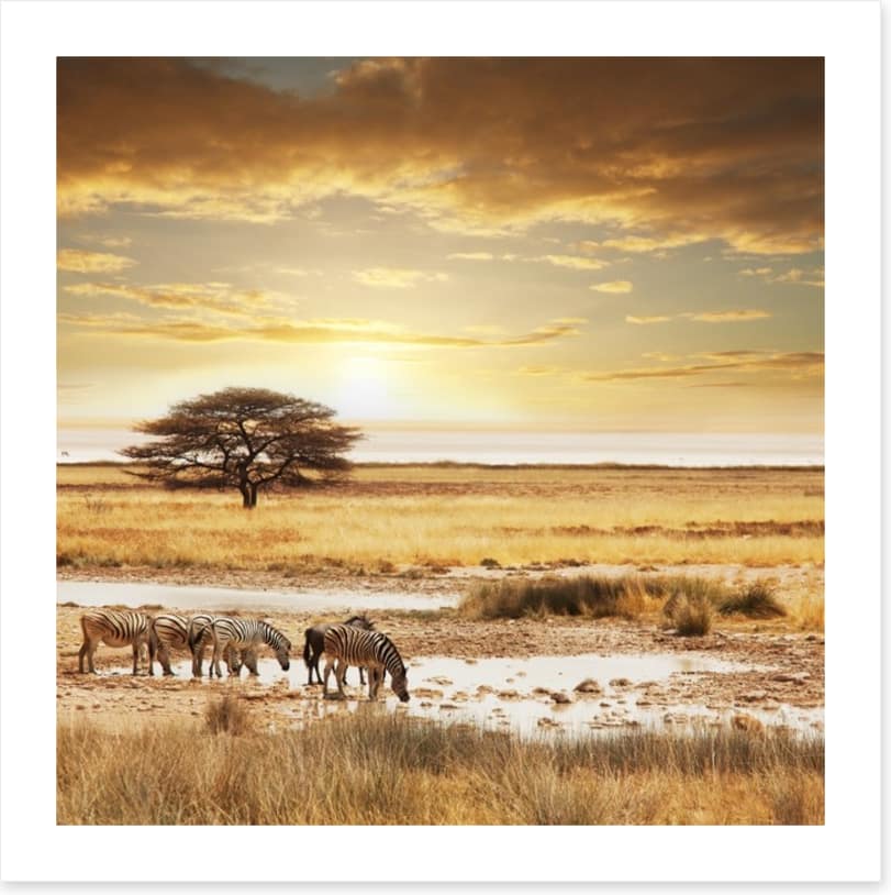 Zebras at the waterhole