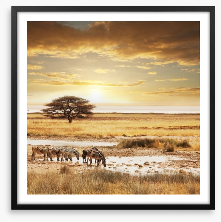 Zebras at the waterhole