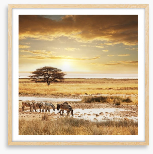 Zebras at the waterhole