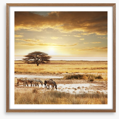 Zebras at the waterhole