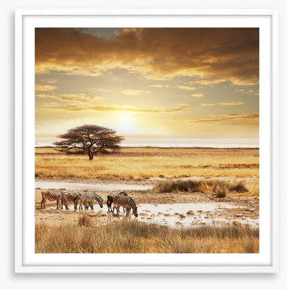 Zebras at the waterhole