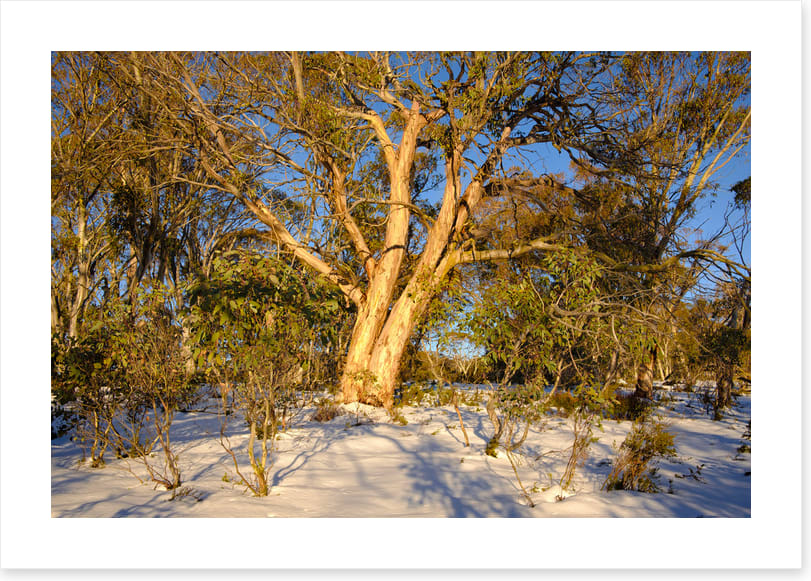 Snow gum shadows