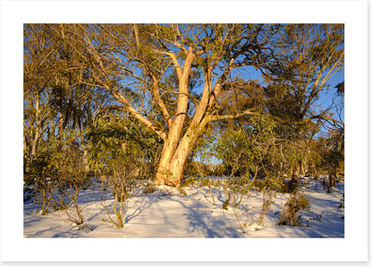 Snow gum shadows