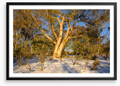 Snow gum shadows