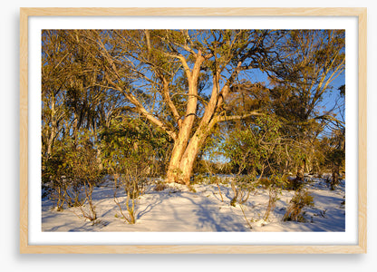 Snow gum shadows