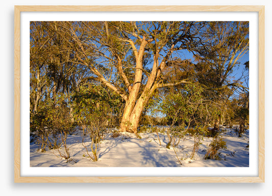Snow gum shadows
