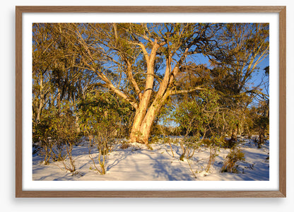 Snow gum shadows