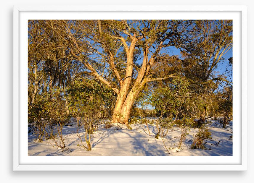 Snow gum shadows