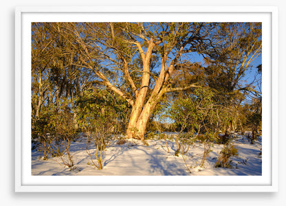 Snow gum shadows