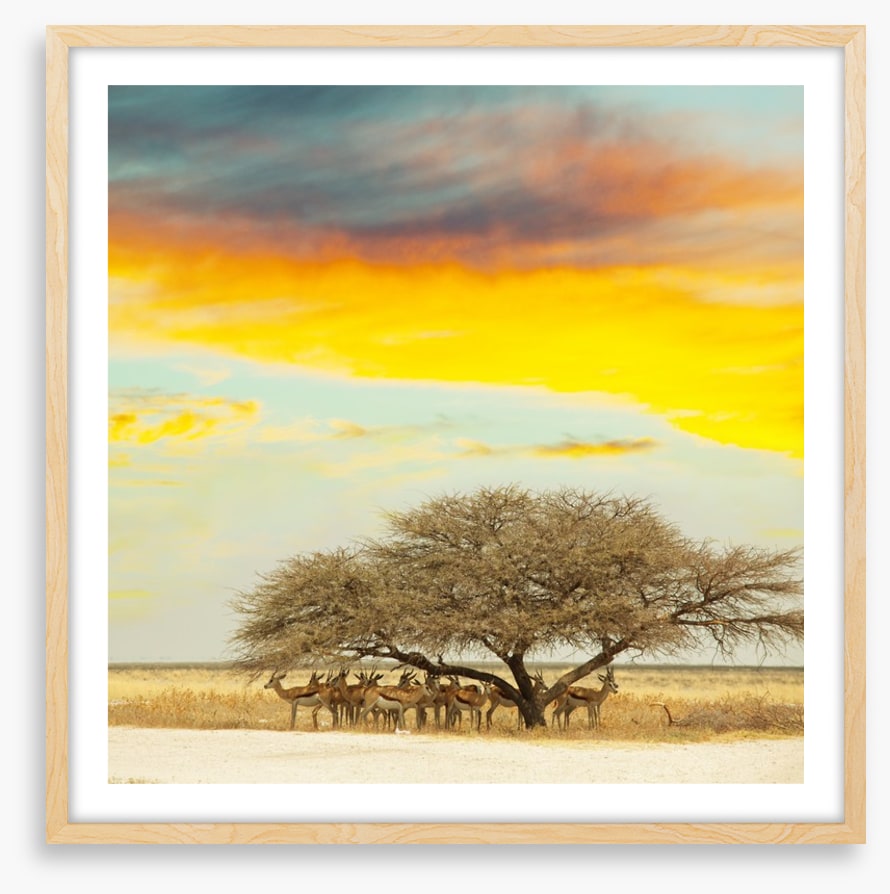 Gazelle gathering