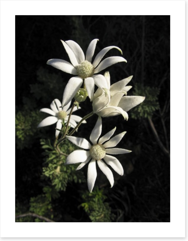 Flannel flowers