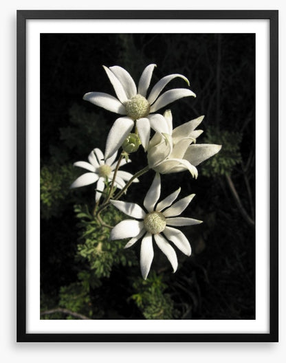 Flannel flowers