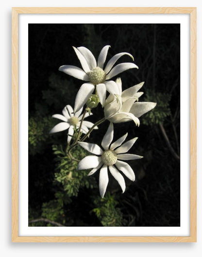 Flannel flowers