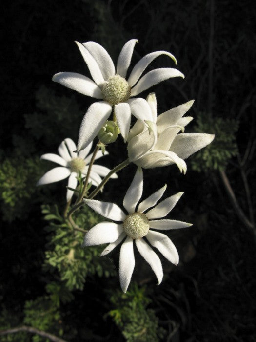 Flannel flowers