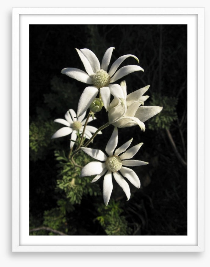 Flannel flowers