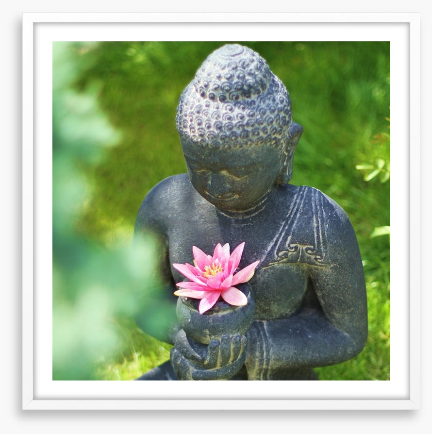 Pink lily buddha
