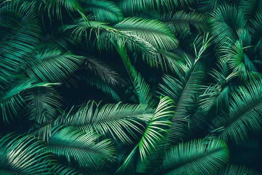 Feeling ferny