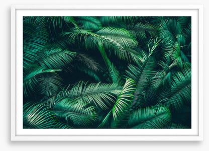 Feeling ferny