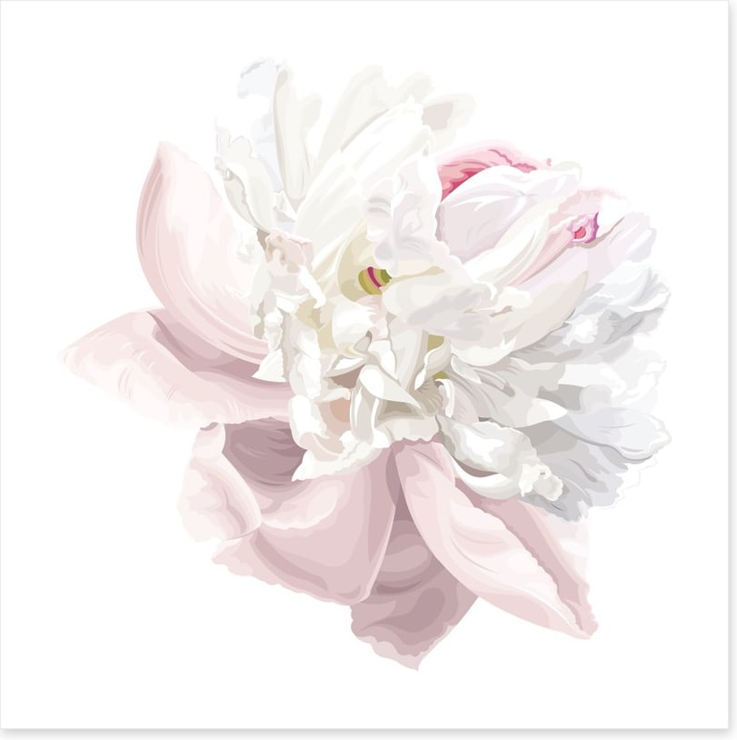 Pink white peony