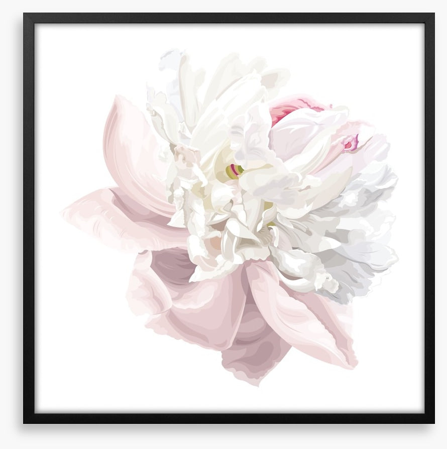 Pink white peony