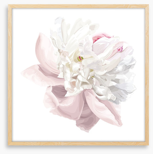 Pink white peony
