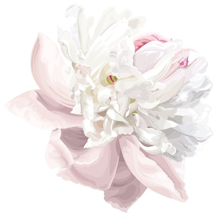Pink white peony