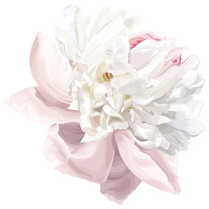 Pink white peony