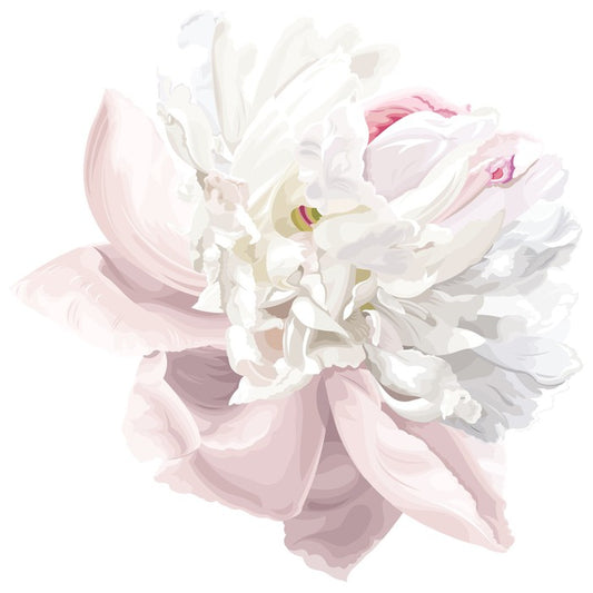 Pink white peony