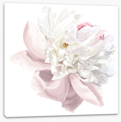 Pink white peony