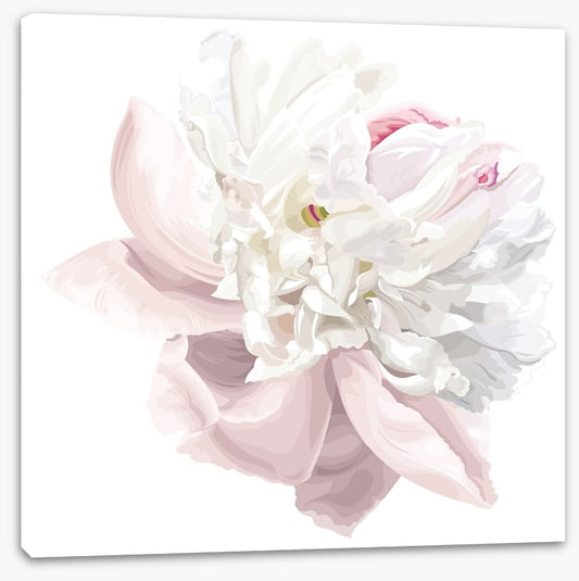 Pink white peony